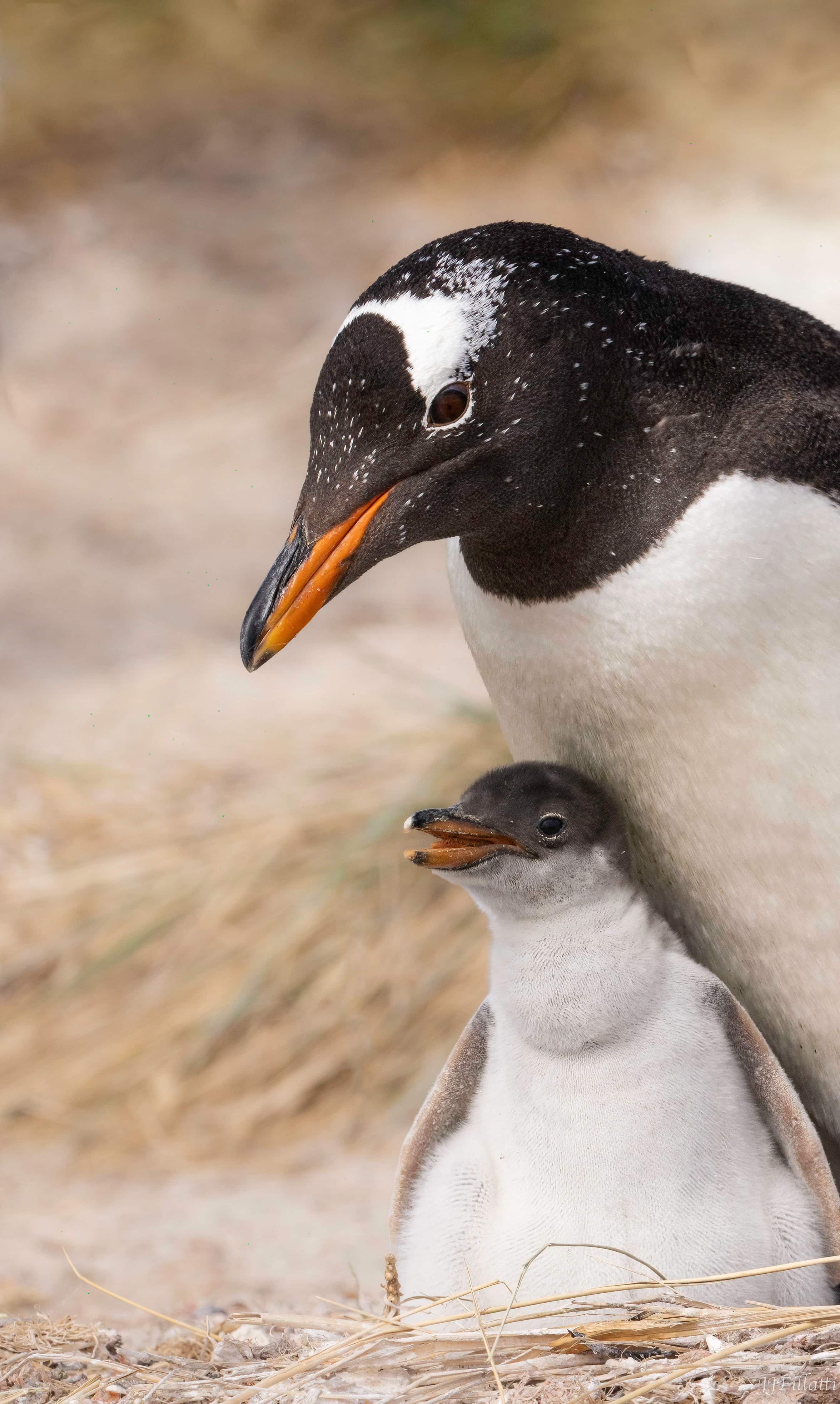 bird of the falklands image 19